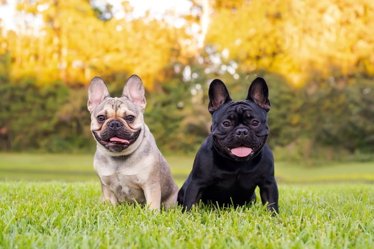 French Bulldogs resting on grass