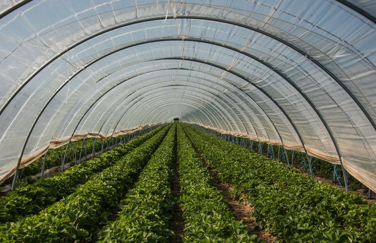 වගා කරන ප්ලාස්ටික් හරිතාගාරයක් (vinyl greenhouse)