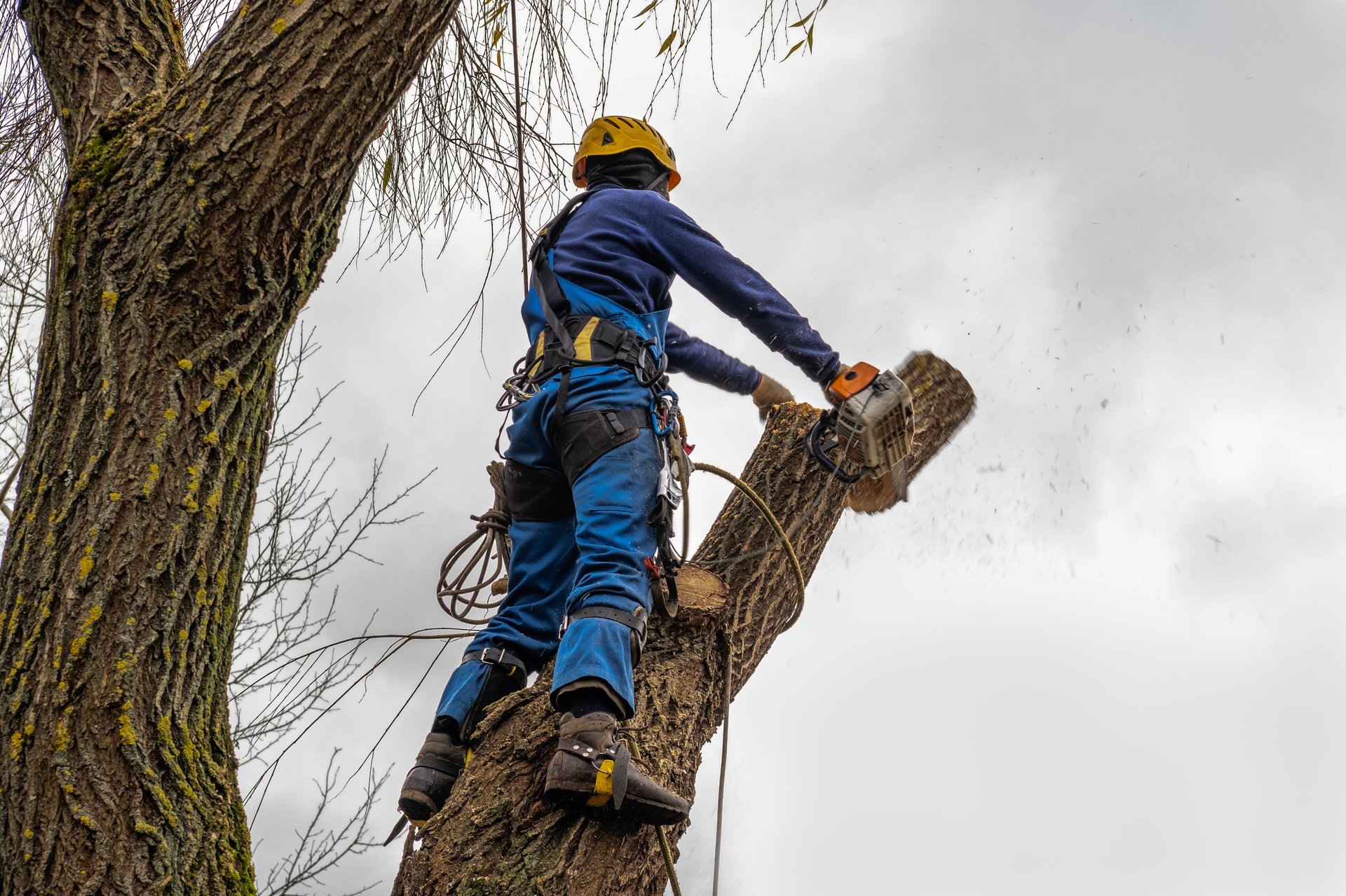 Professional arborist at work with safety equipment