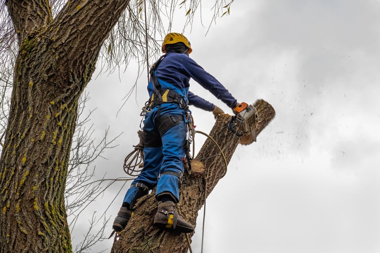 Professional tree surgeon with chainsaw and safety equipment