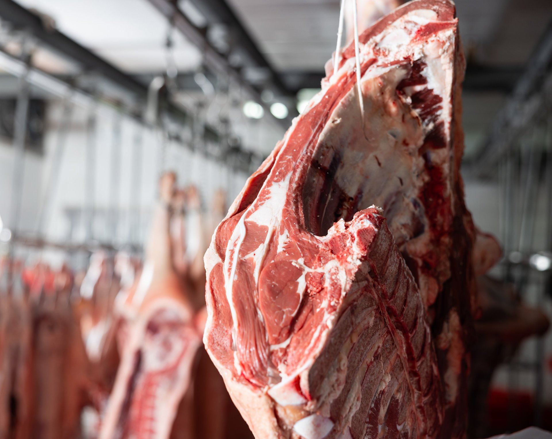 Premium South African beef carcasses in cold storage
