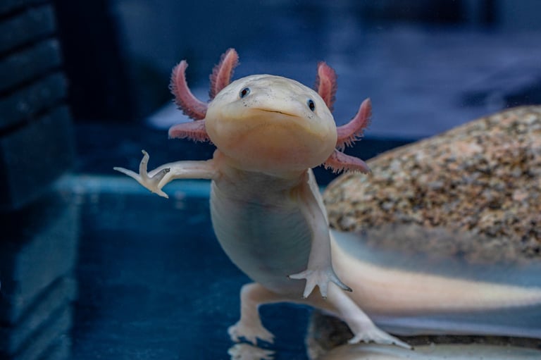 Ajolote mexicano, especie endémica de los canales de Xochimilco