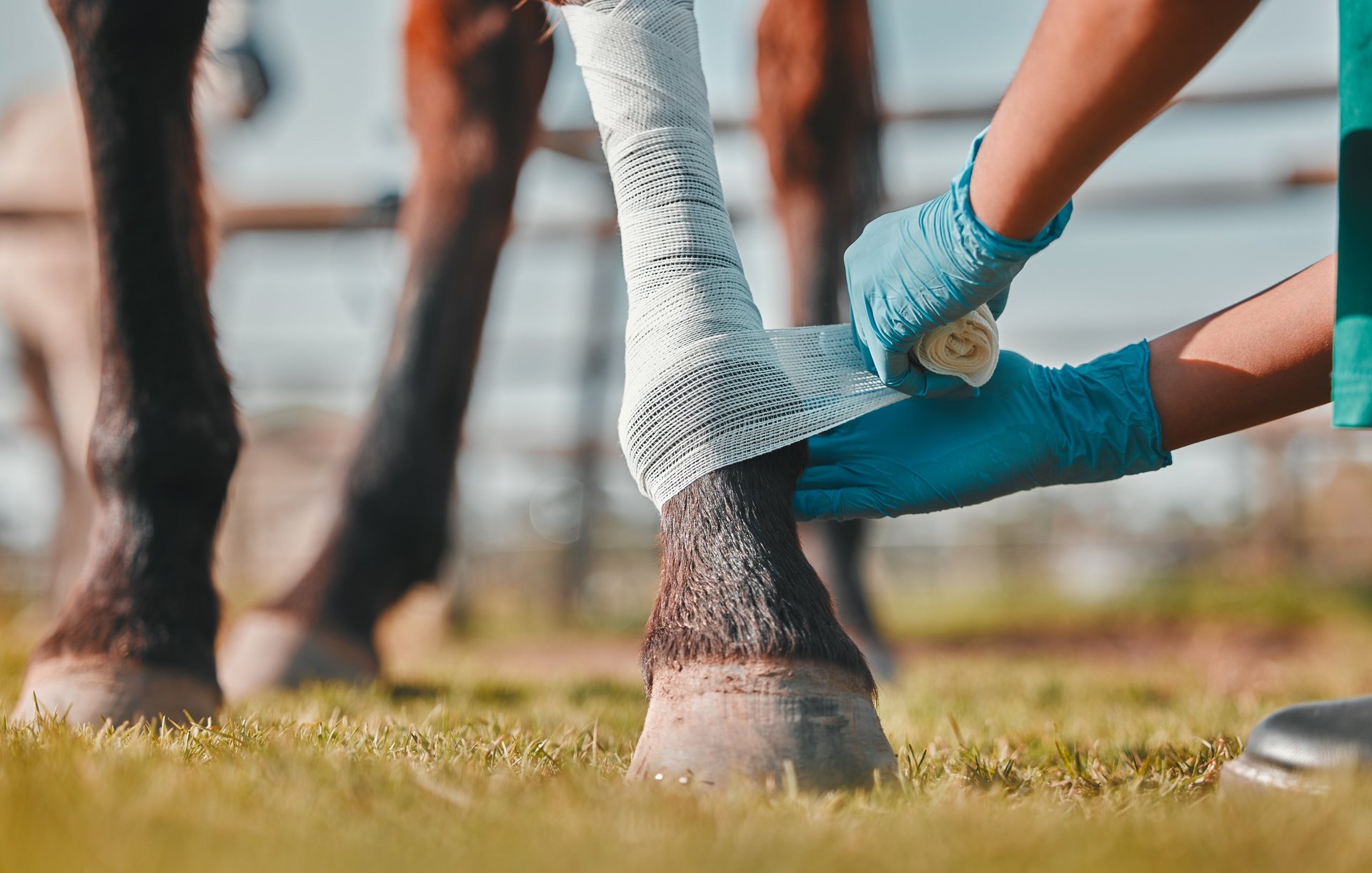 Veterinarian caring for a horse
