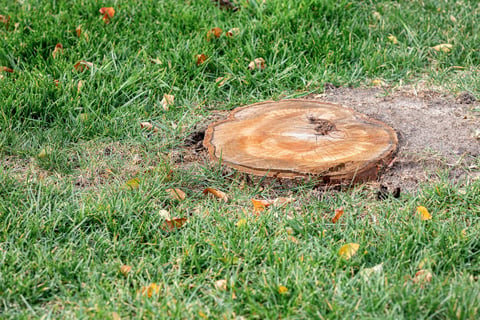 Stump grinding job site with wood chips and cleared ground in a residential yard