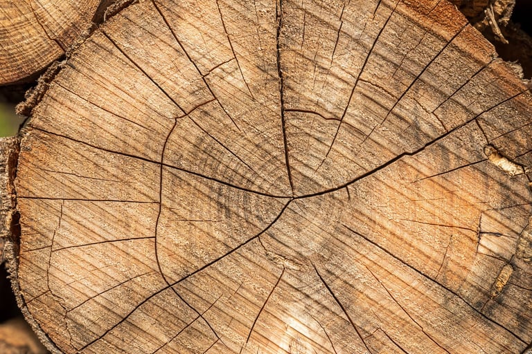 Top view of cut tree stump on sunny day