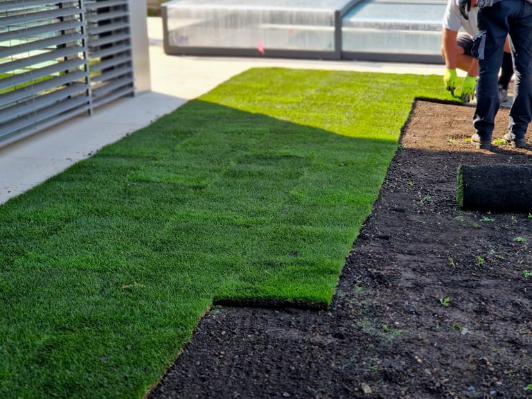 Laying grass turf in the family garden - a roll of sod being installed on prepared soil