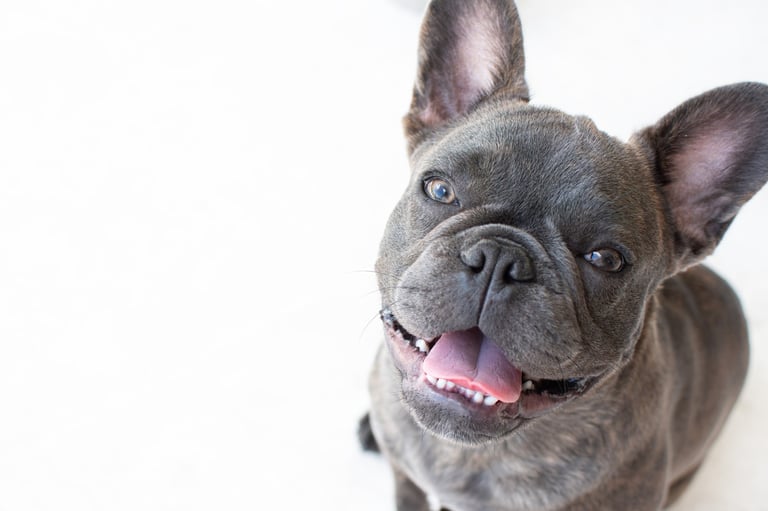 Grey French bulldog portrait
