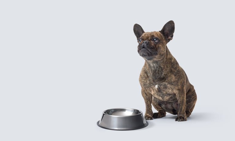French Bulldog next to empty bowl
