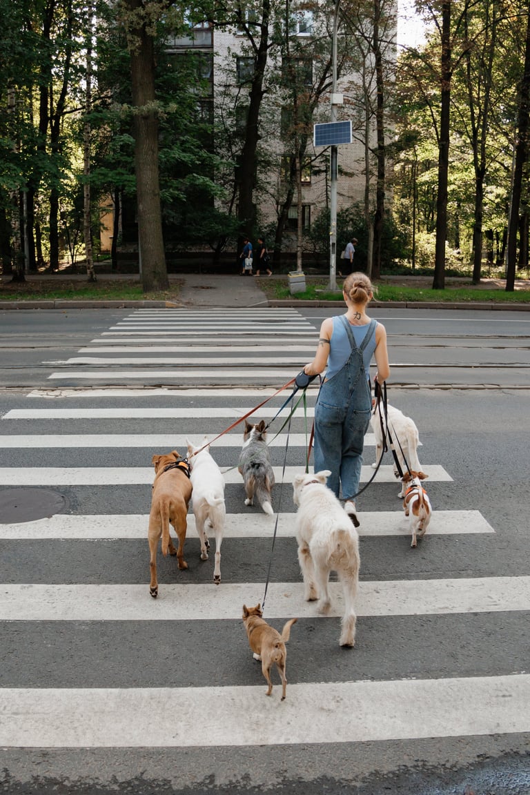 Professional pet care provider walking a group of dogs