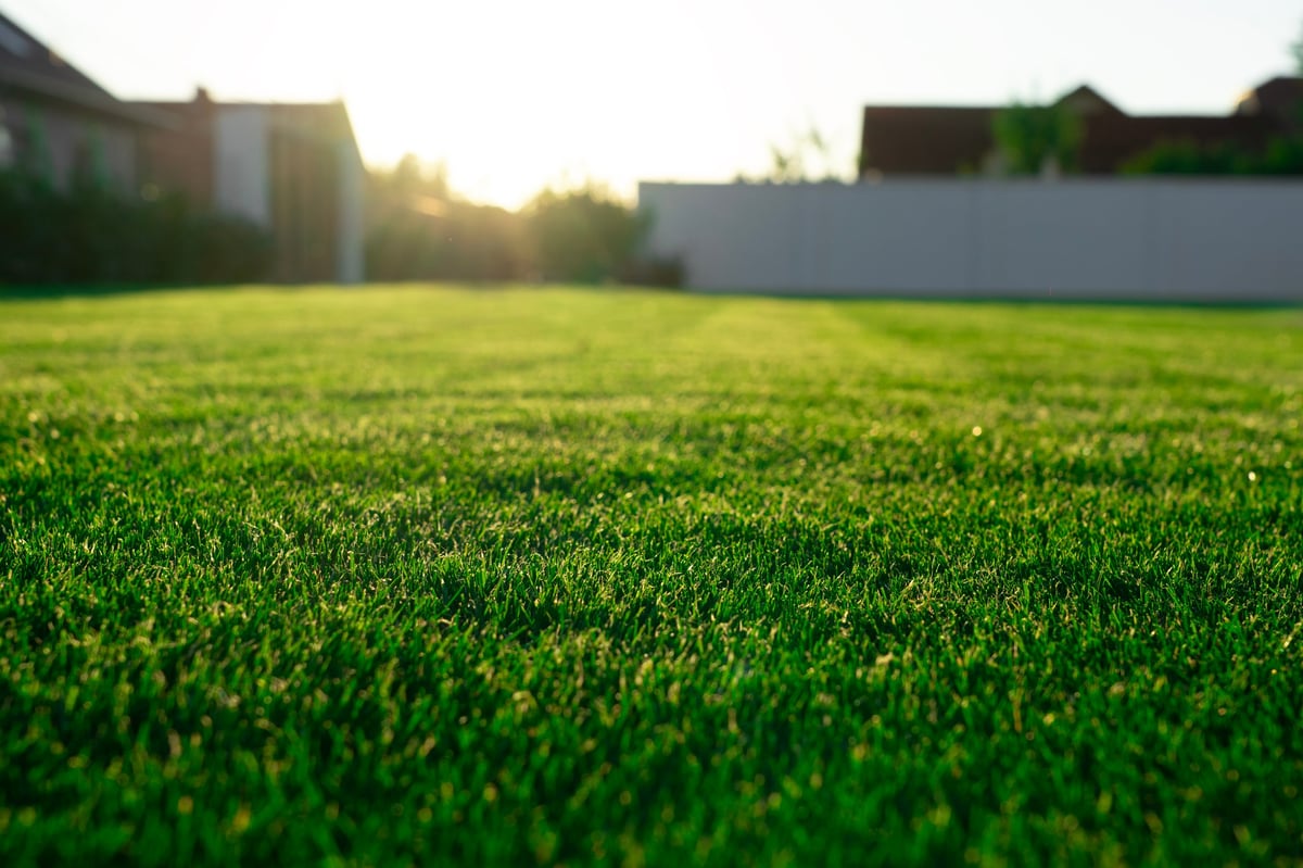 Lush green lawn with manicured garden beds in Ottawa summer — professional landscaping by Capital Estate Exteriors