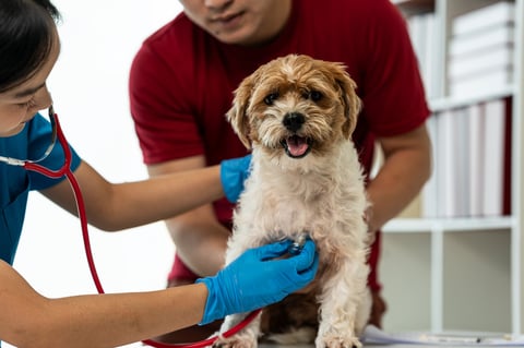 Dog wearing protective e-collar recovering
