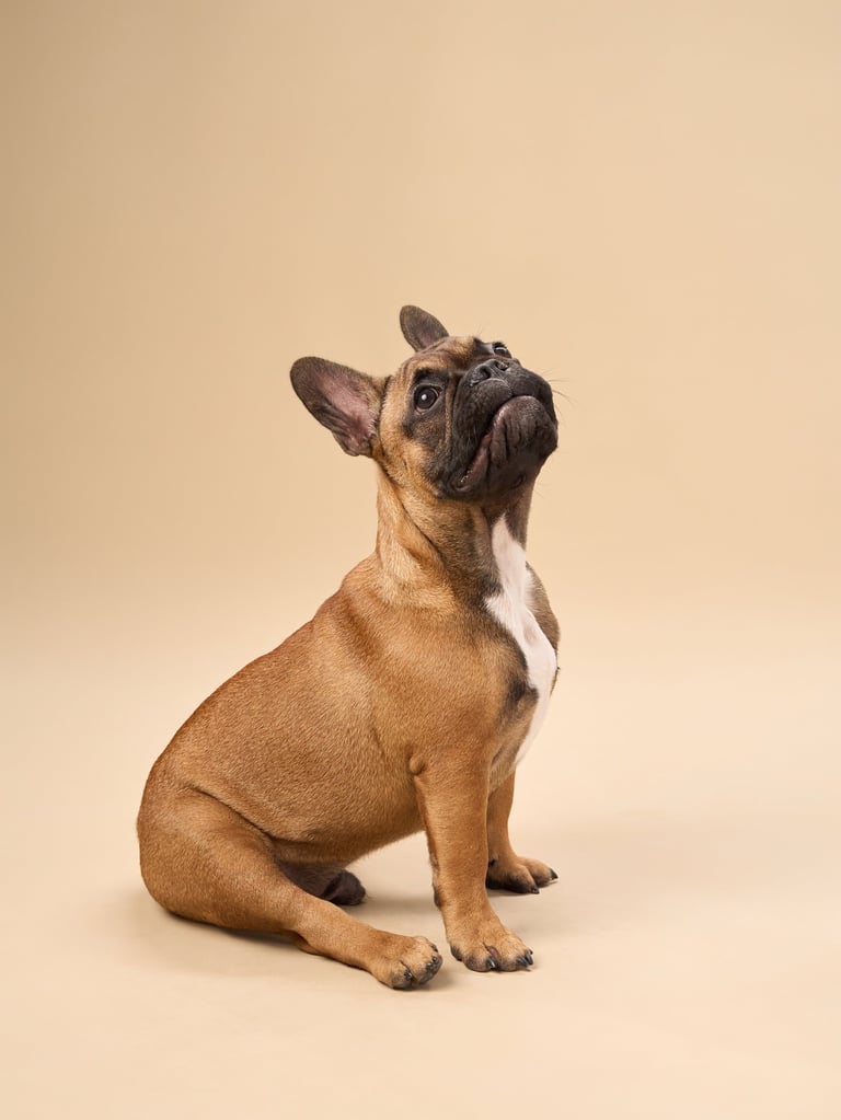 French Bulldog looking up with alert expression