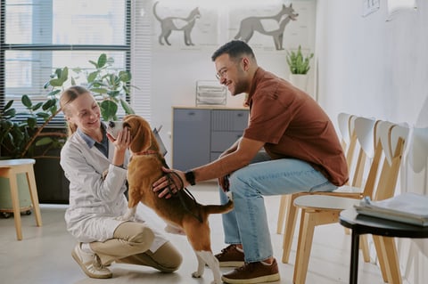 Dog getting professional grooming care