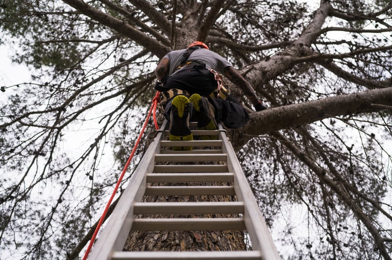Tree surgeon climbing a tree with climbing harness and ropes