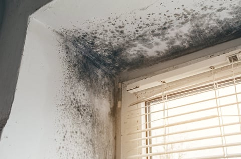 Black mold growth on walls near window