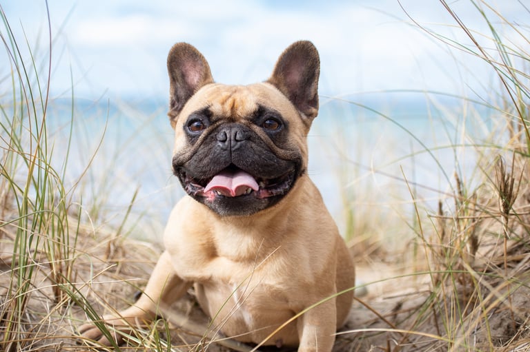 French bulldog on beach