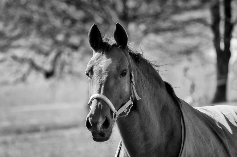 Majestic brown horse