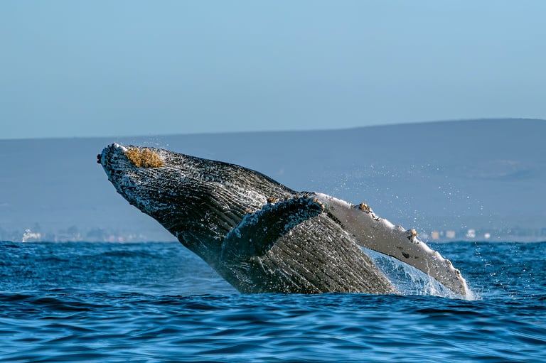 Avistamiento de Ballenas + Cayo Levantado
