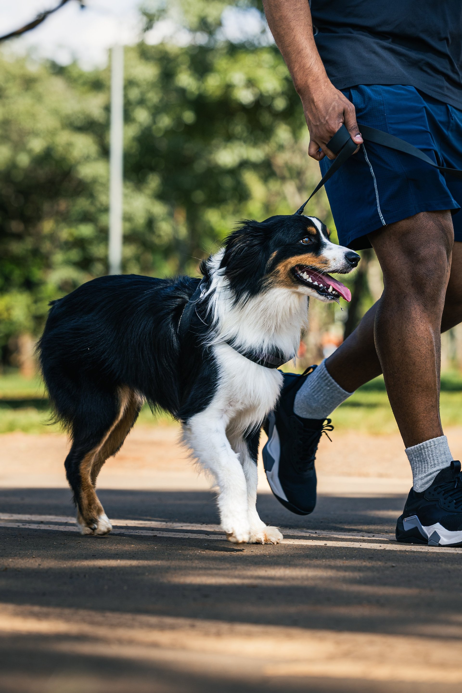 Border Collie on leash