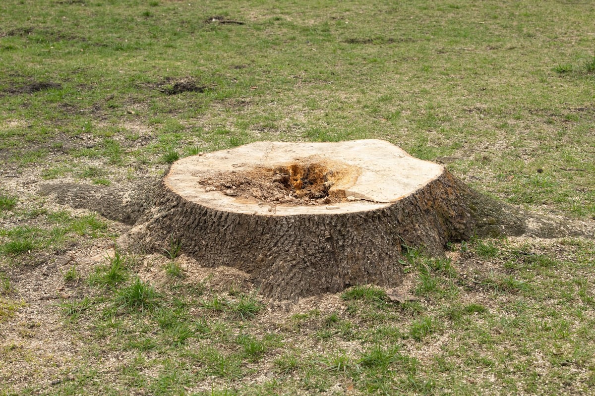 Large tree stump in grassy area after recent removal