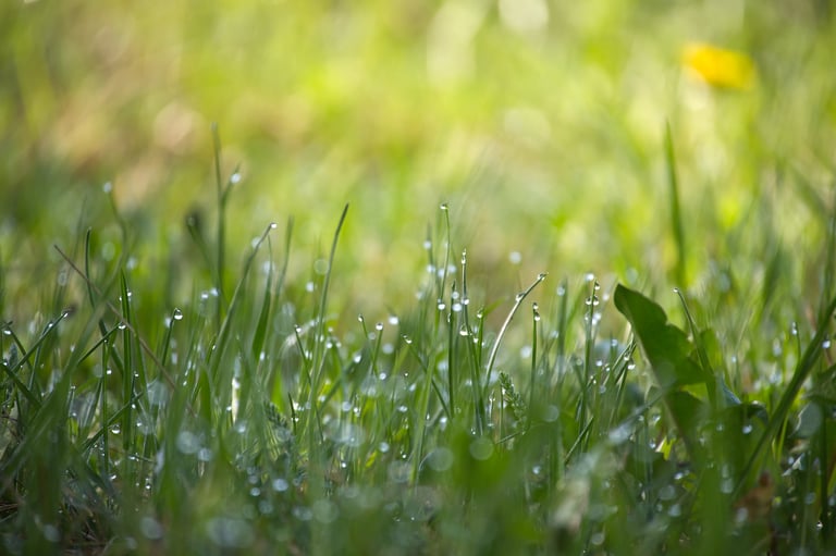 Fresh morning dew on lush green grass - natural lawn beauty