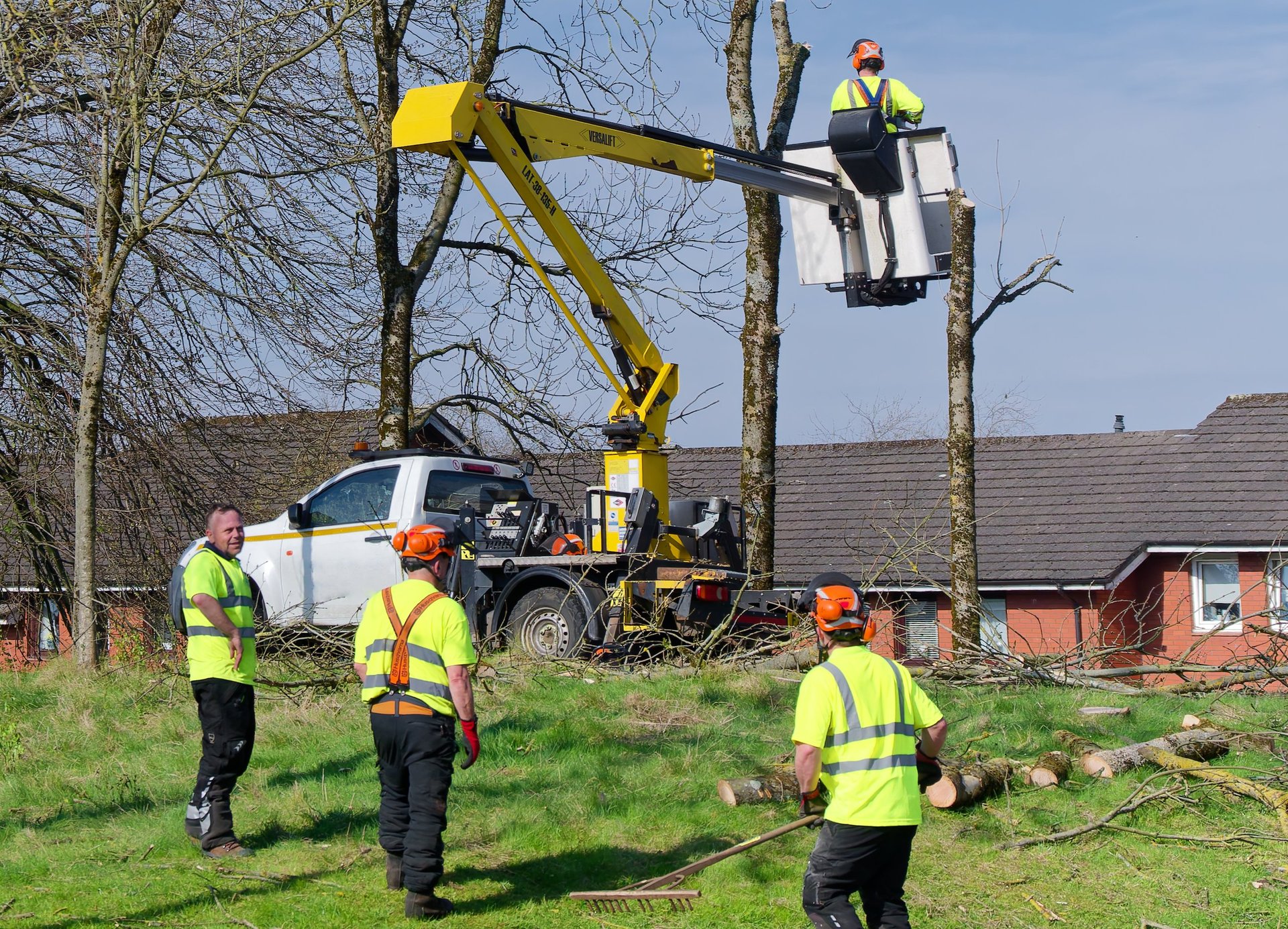 Professional tree removal by crane