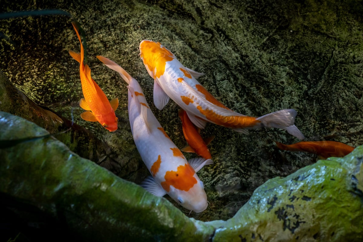Kohaku koi — Snow Peak