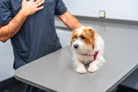 Veterinarian holding English Cream Golden Retriever