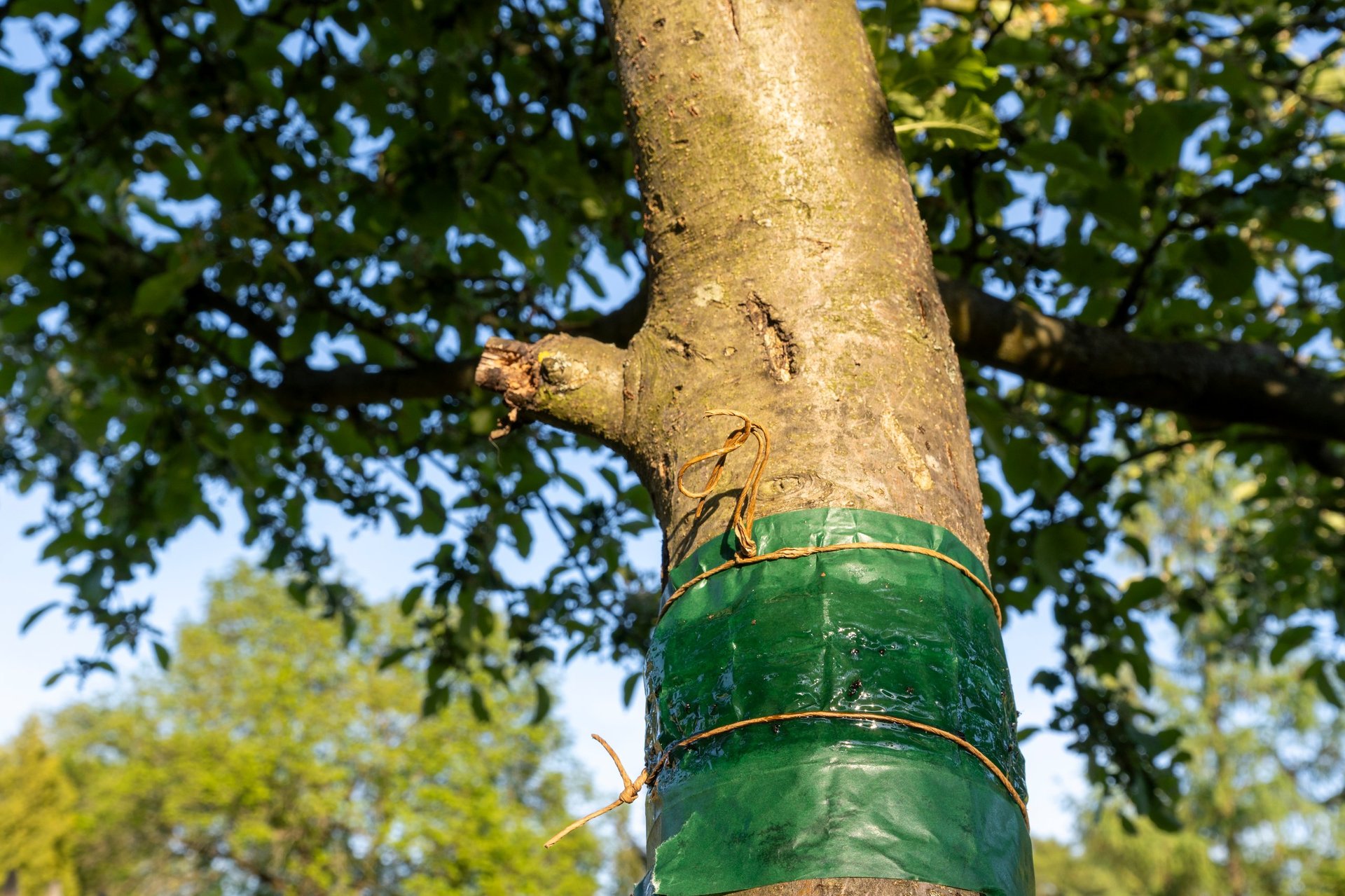 Hedge and tree care with protective treatment ring