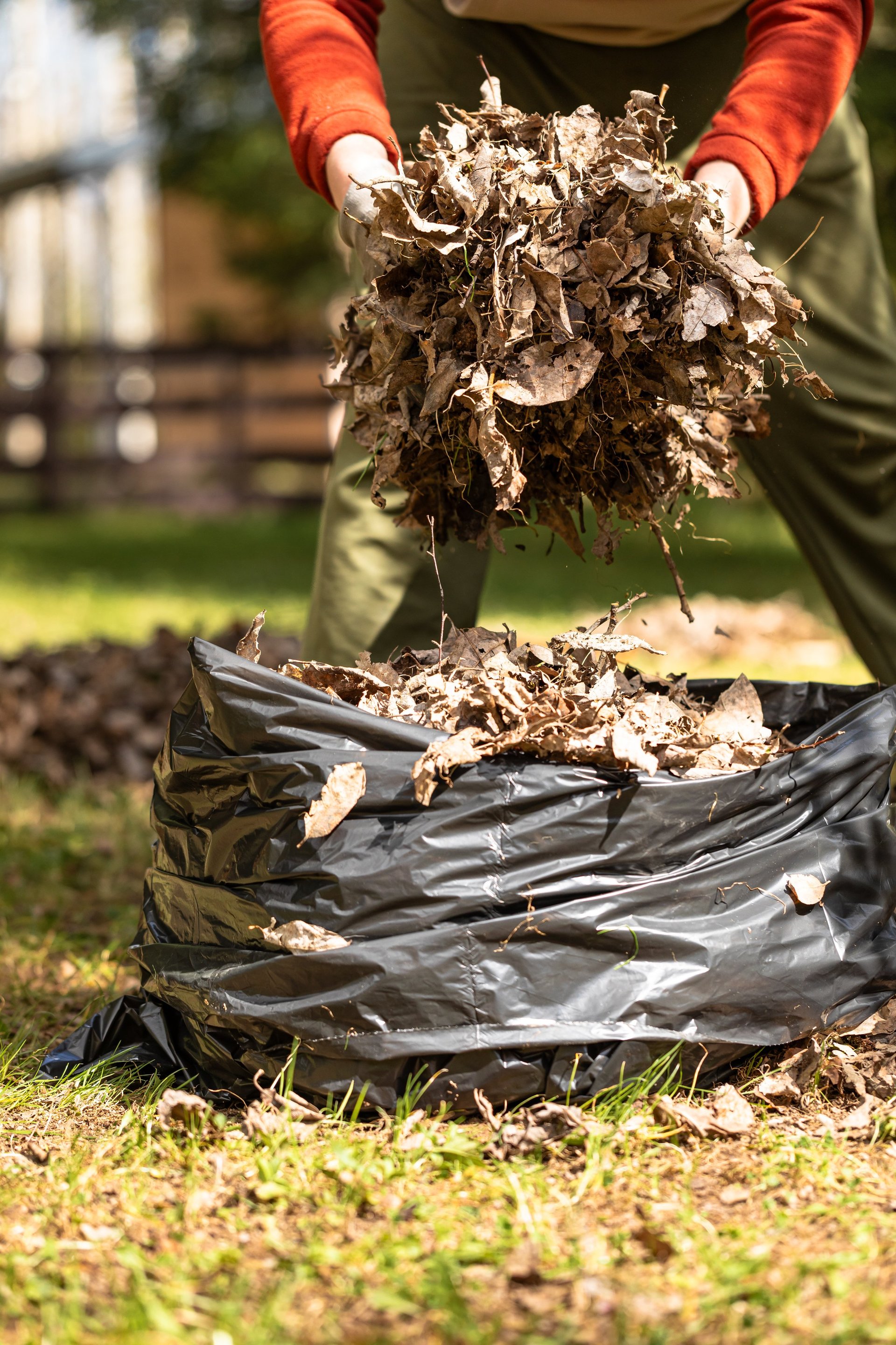 Raking fallen leaves in garden cleanup