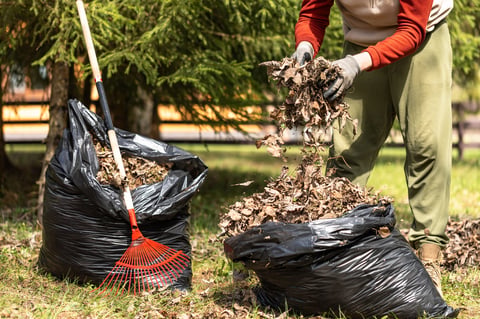 Raking fallen leaves into a bag