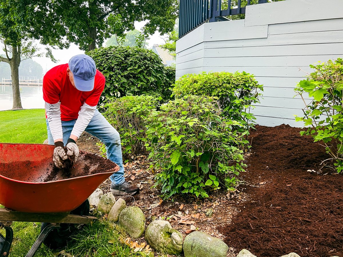Professional landscape crew installing fresh mulch in a Massachusetts residential yard