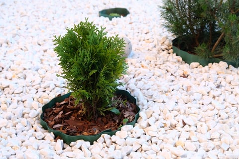 Thuja occidentalis in flowerbed filled with marble chips, landscape design of country house