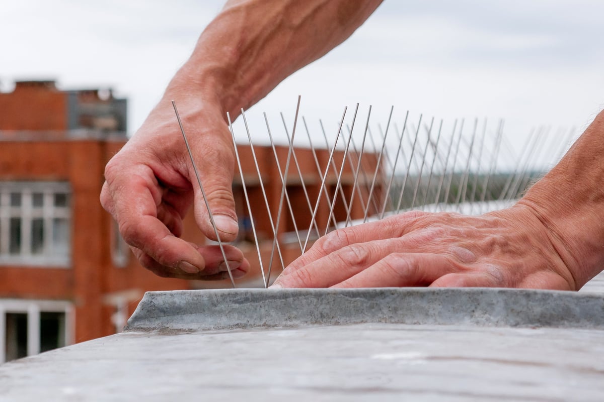 Close-up of a worker's hands installing stainless steel bird deterrent spikes on a building rooftop to prevent pigeons and other birds from landing