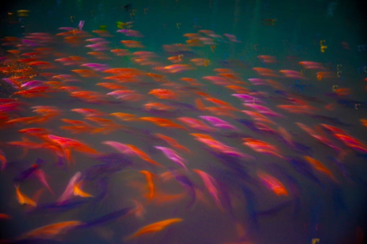 Yamabuki Ogon koi — Golden Hour