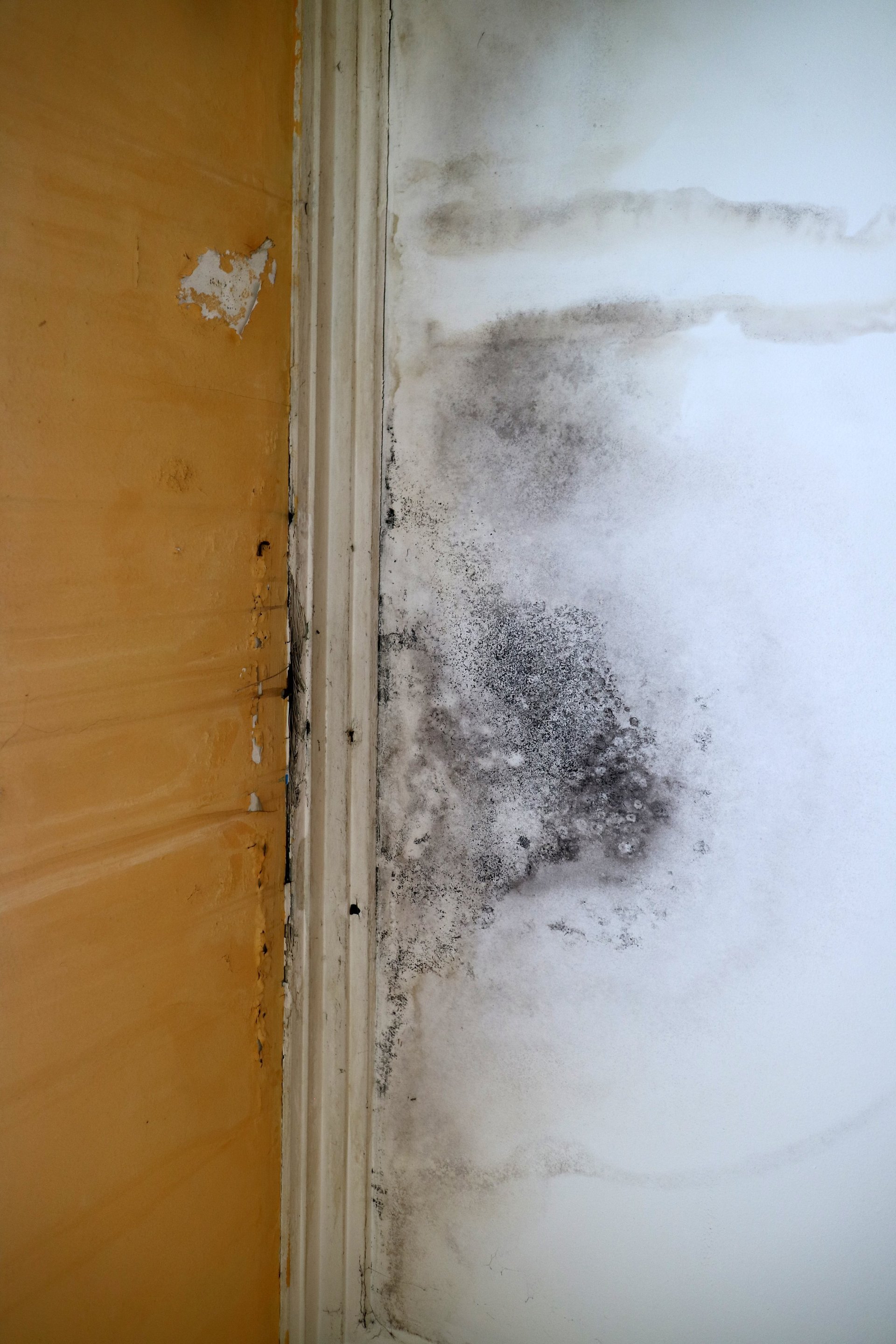 Professional mold inspection and remediation