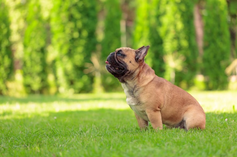 Beige French bulldog in sunny park