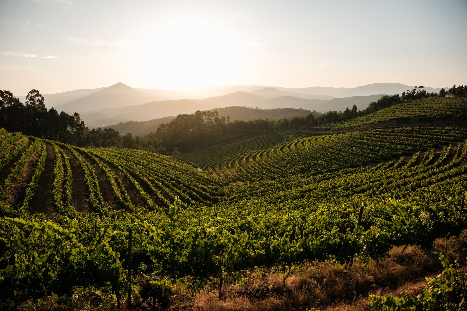 Stunning sunset view over terraced vineyards