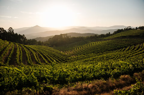 Stunning sunset over terraced vineyards
