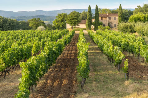 Picturesque vineyard rows in a scenic wine region