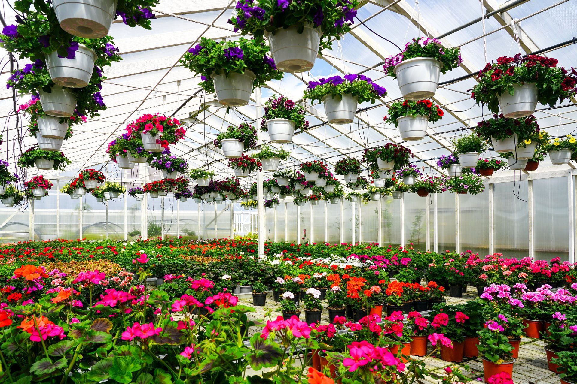 A vibrant greenhouse filled with blooming potted flowers