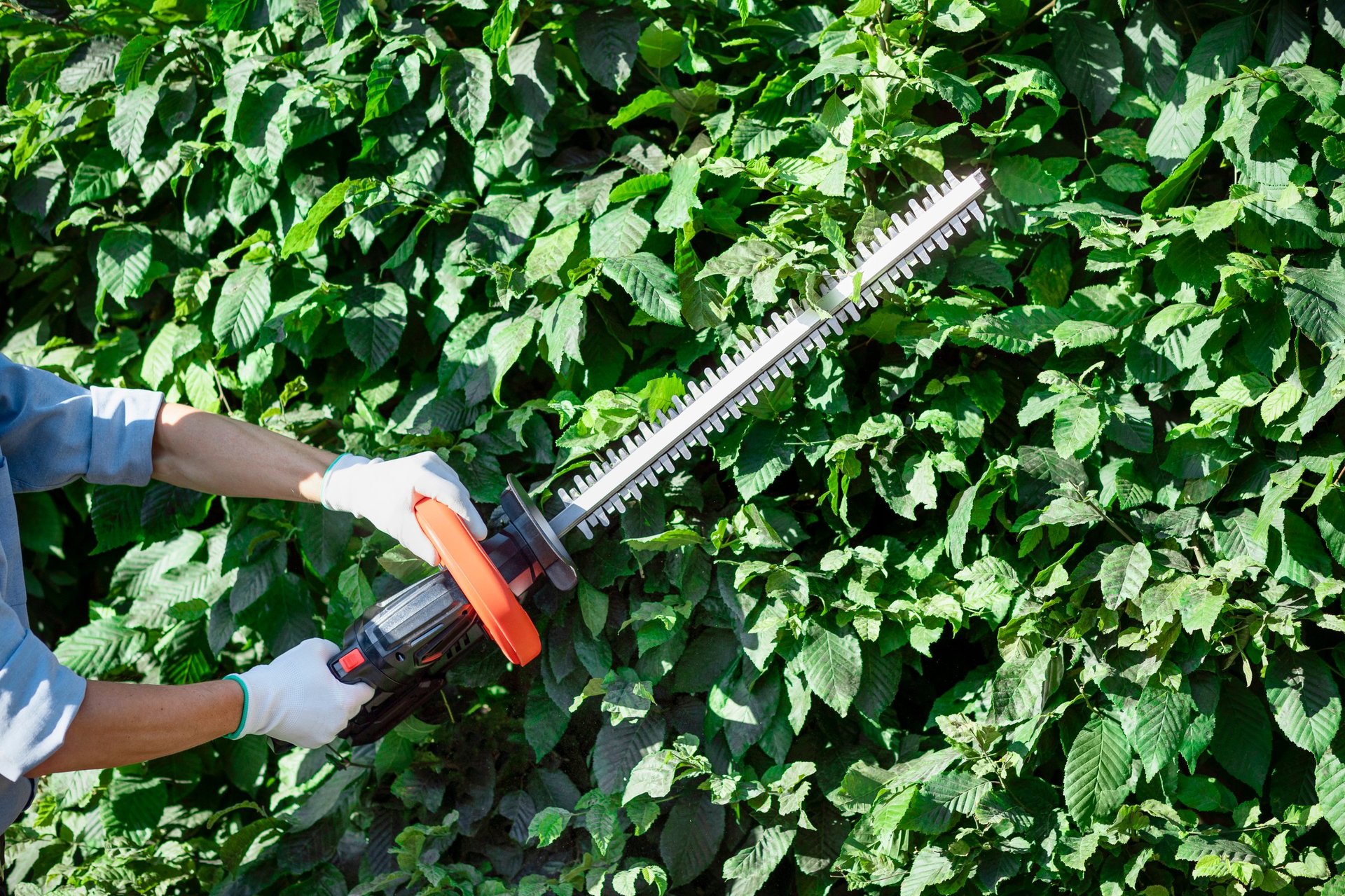 Professional hedge trimming and garden maintenance