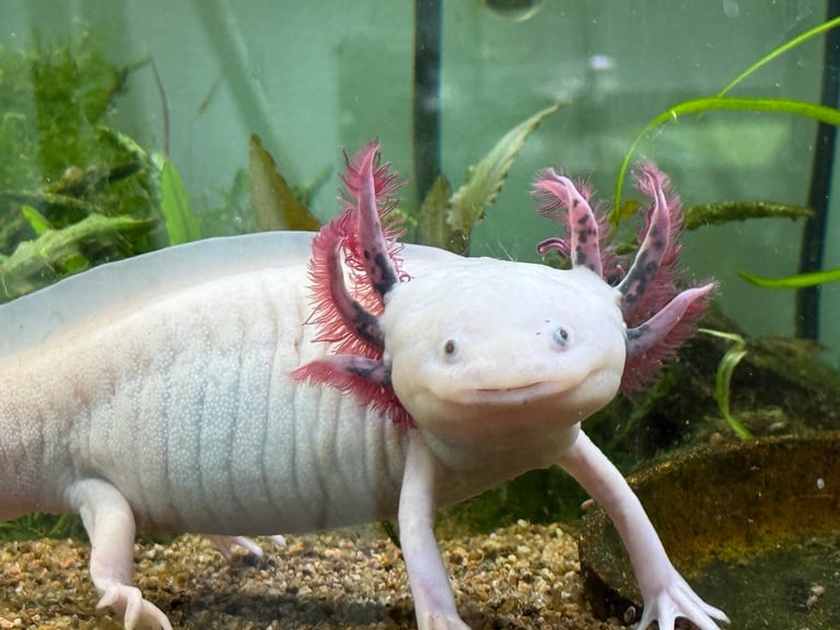 Ajolotes leucísticos en acuario plantado, especie emblemática de Xochimilco