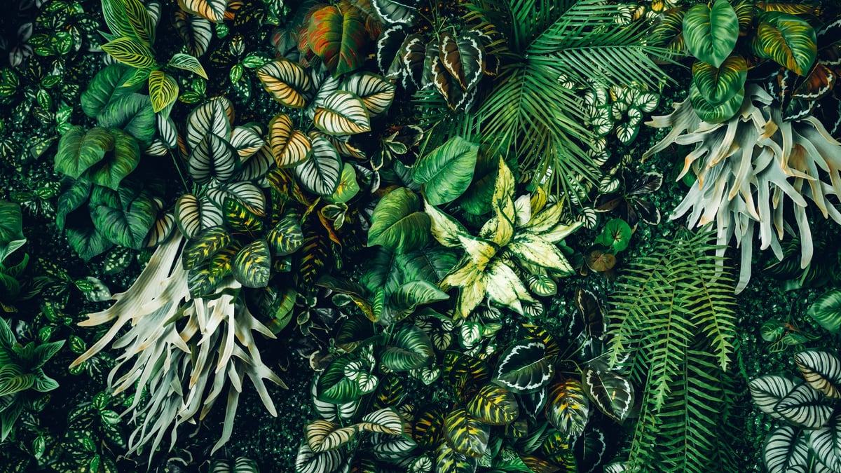 Tropical green leaves — Caribbean botanical roots