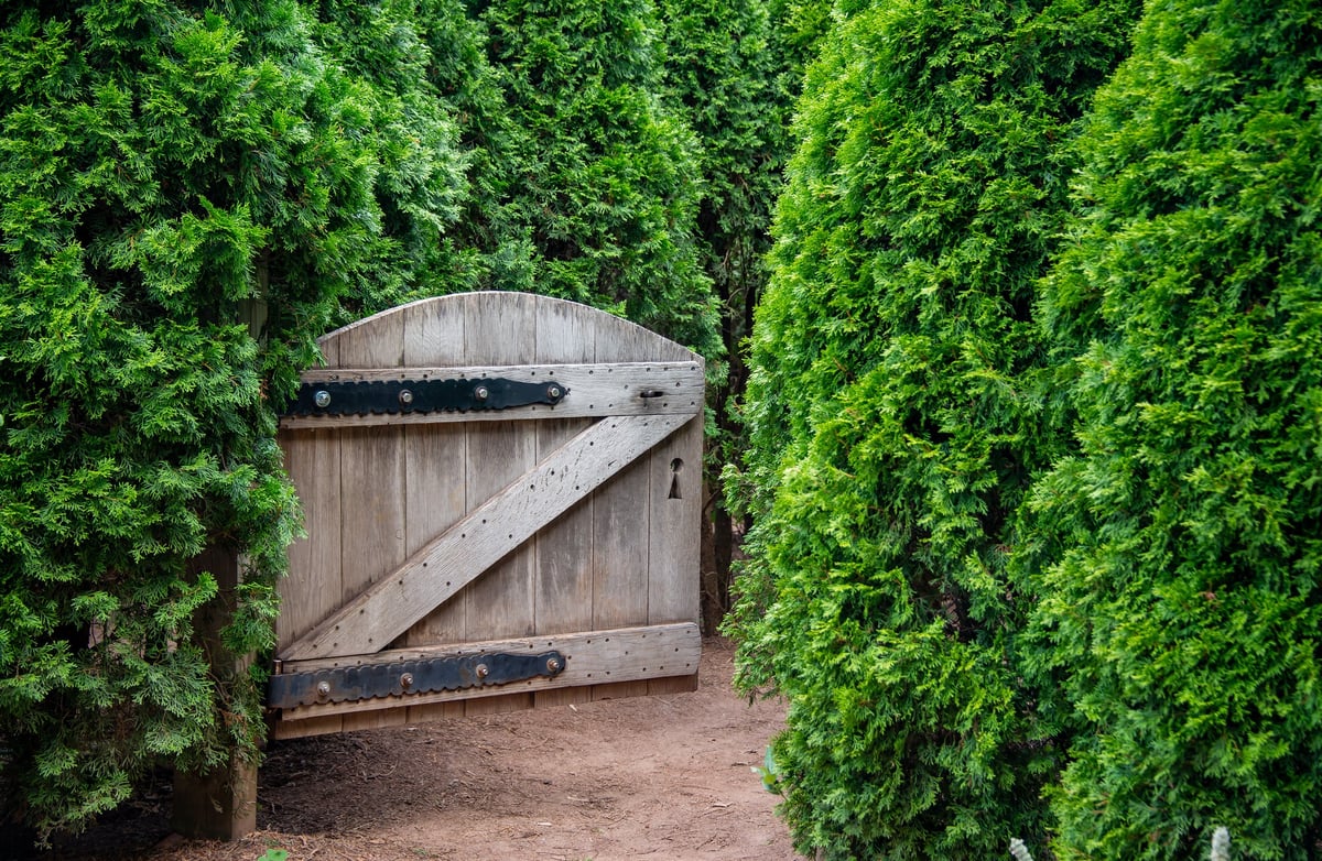 Tall evergreen privacy hedge screening a backyard in Ottawa — Capital Estate Exteriors