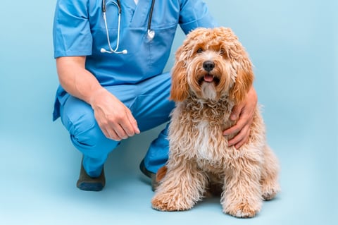Bulldog sitting next to a clock showing diagnostic care