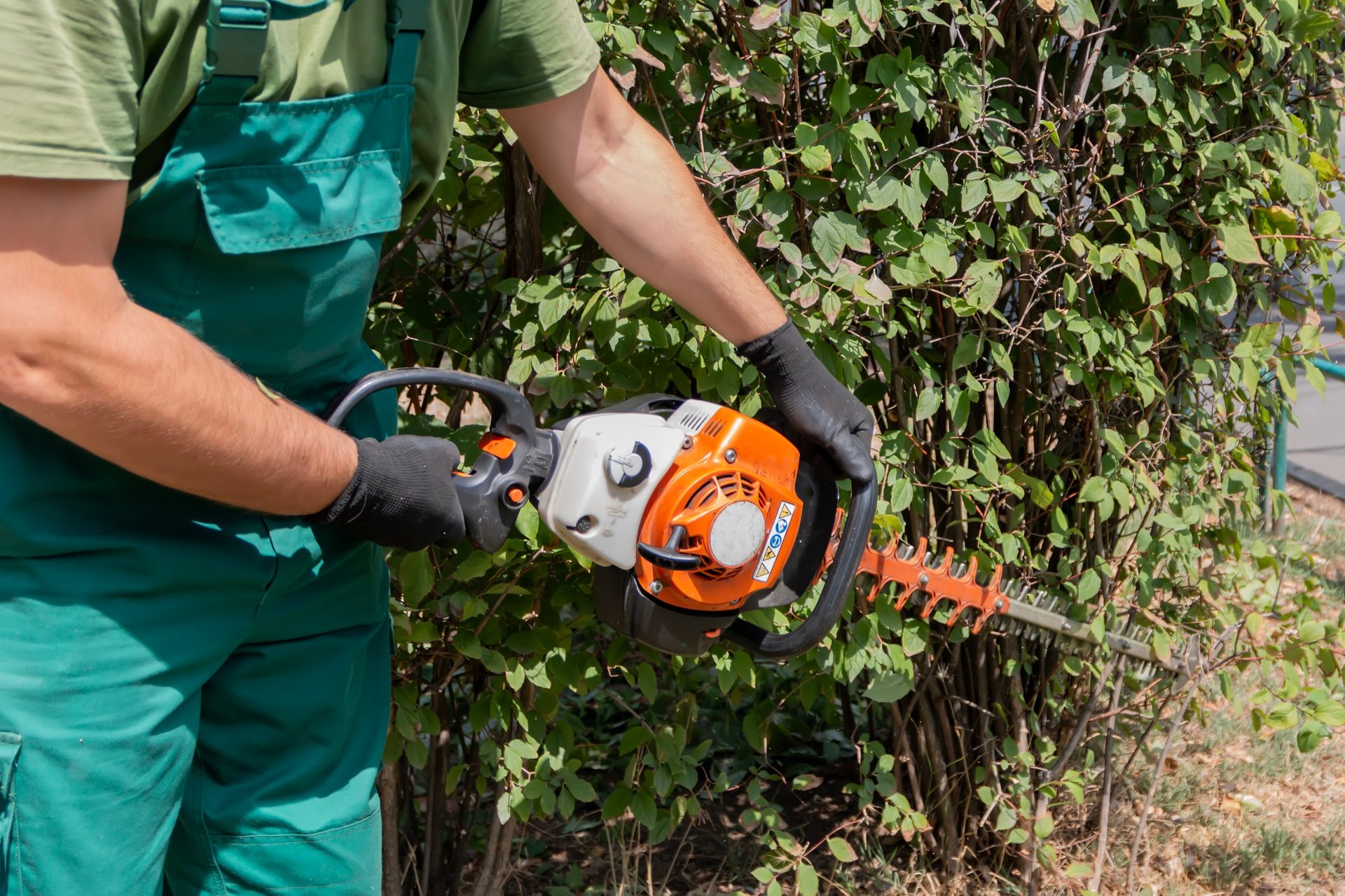 Professional landscaper trimming hedges