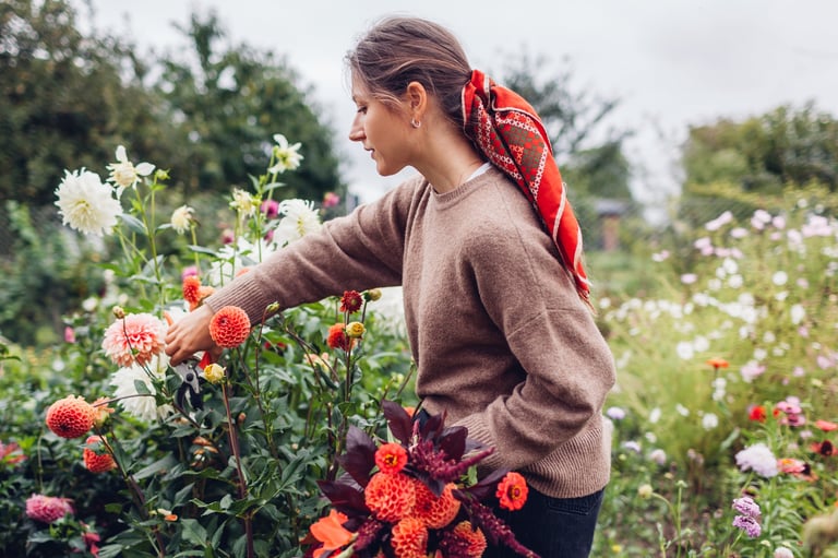 Gardener gathering orange dahlias and seasonal blooms for a garden arrangement