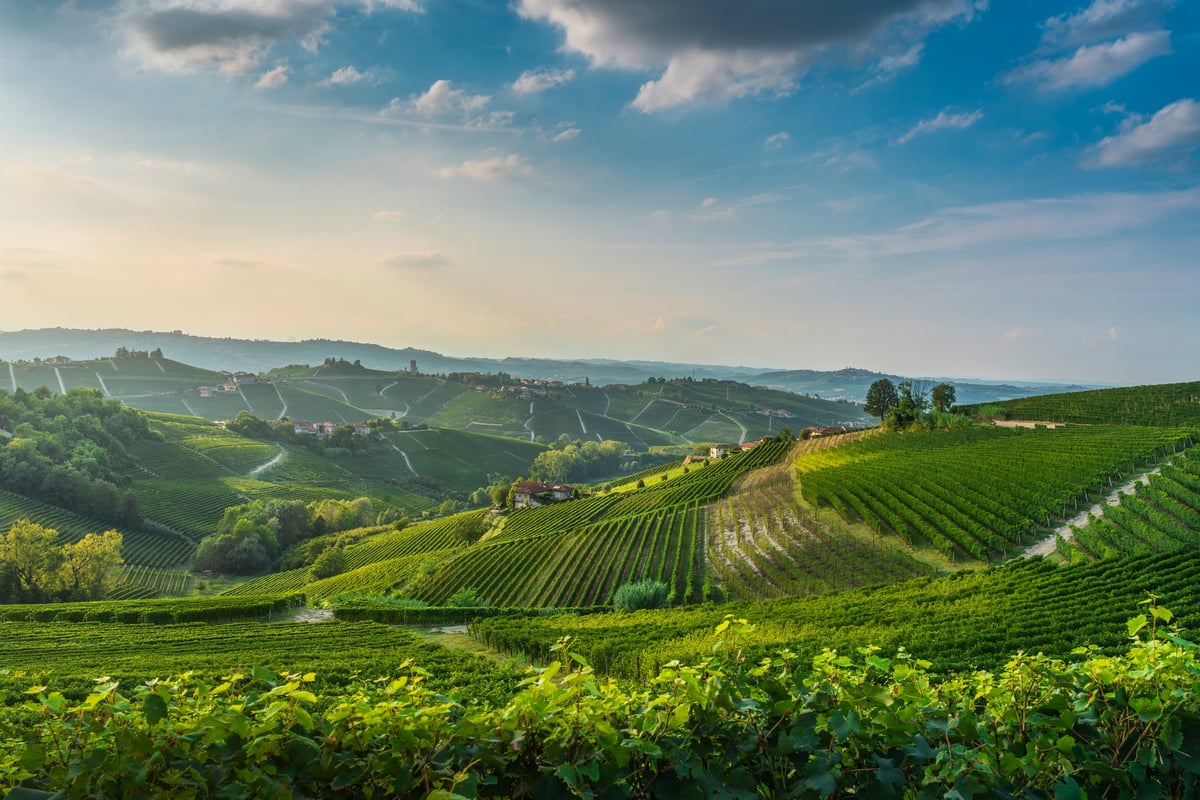 Golden sunset over Langhe terraced vineyards with historic Barbaresco village and medieval tower in background, Piedmont, Italy