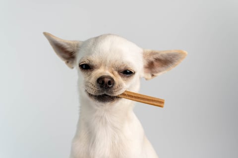 Chocolate Labrador puppy with a toothbrush